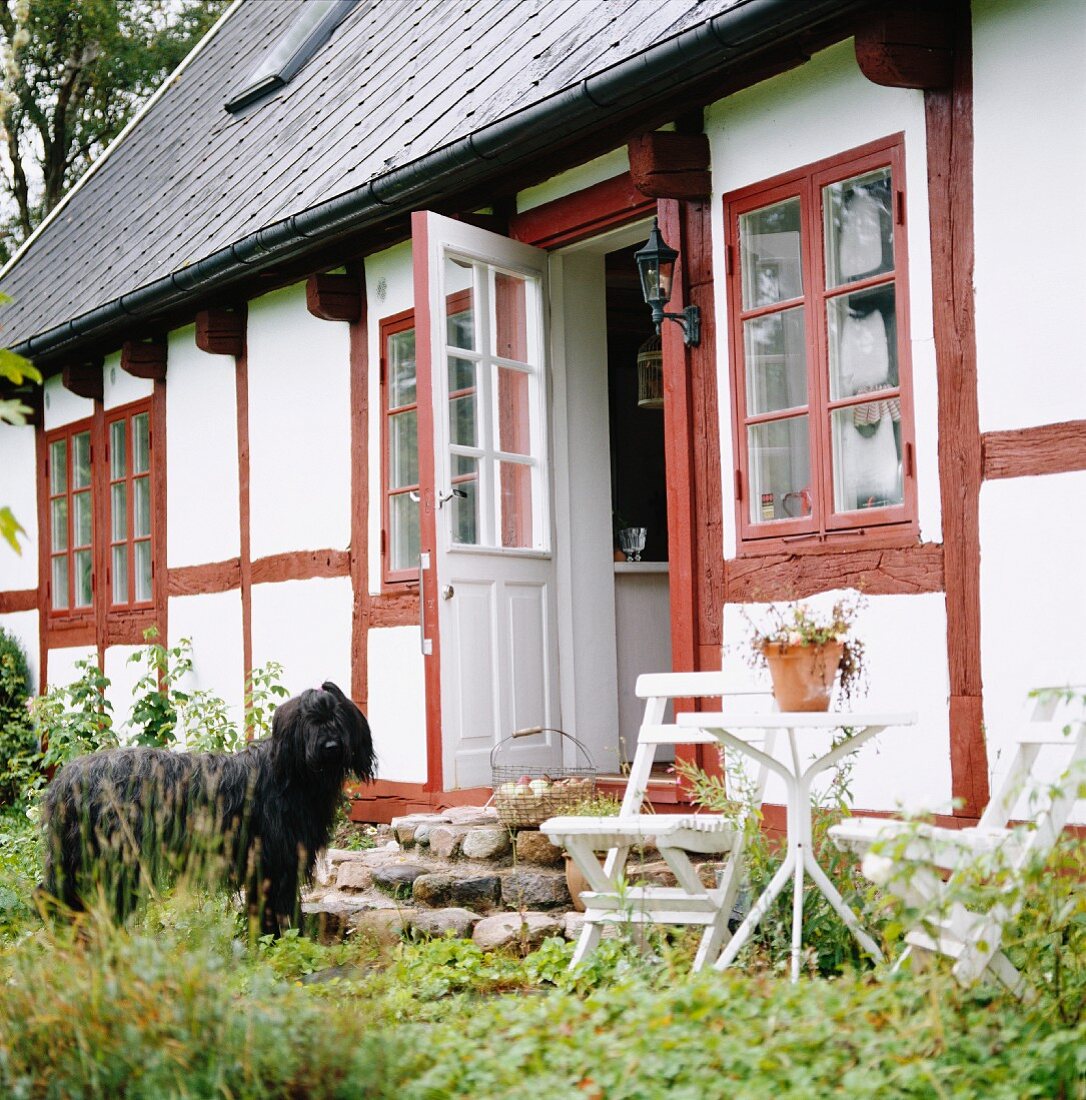 Dog in front of old, rustic half-timbered house with red window frames and beams