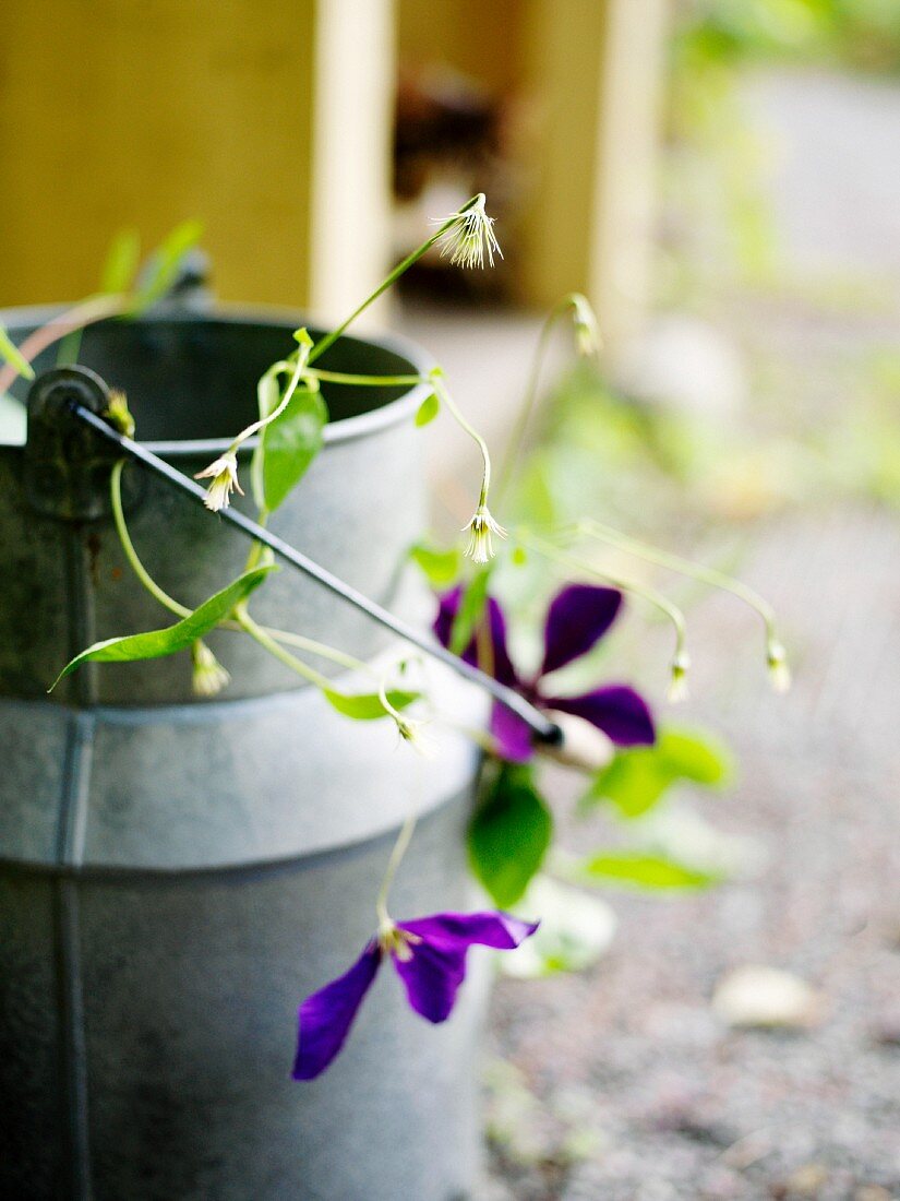 Violett blühende Clematis in Zinkkanne