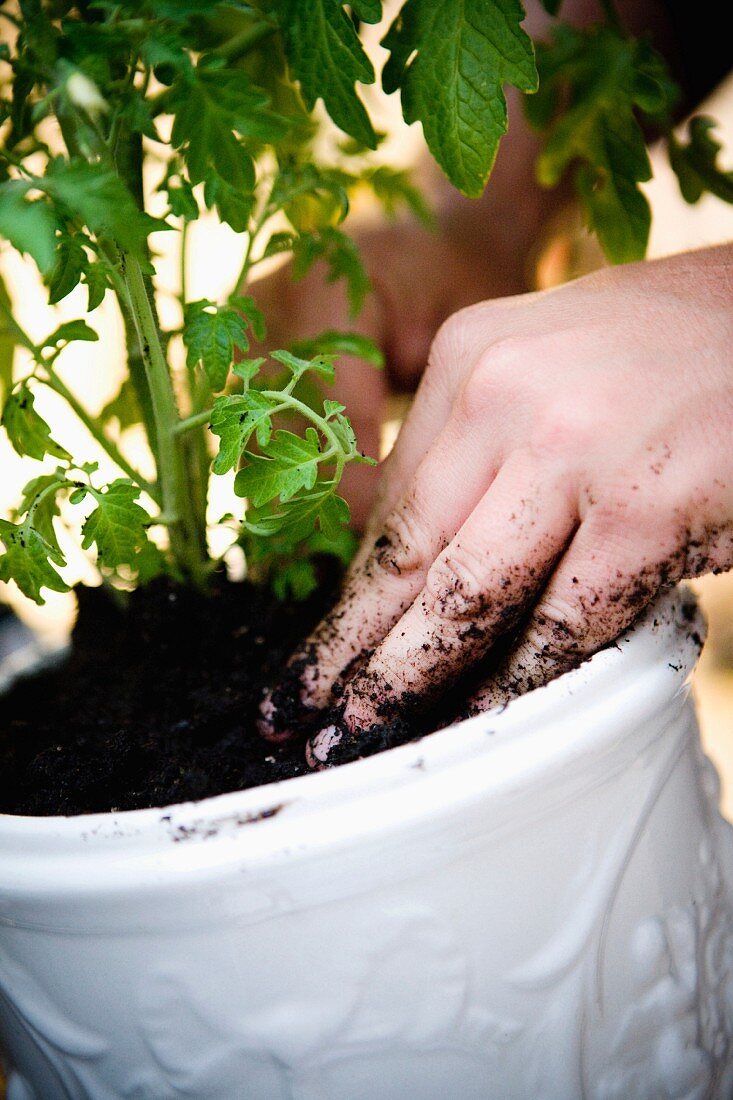 Hands planting tomatoes in a pot, close-up