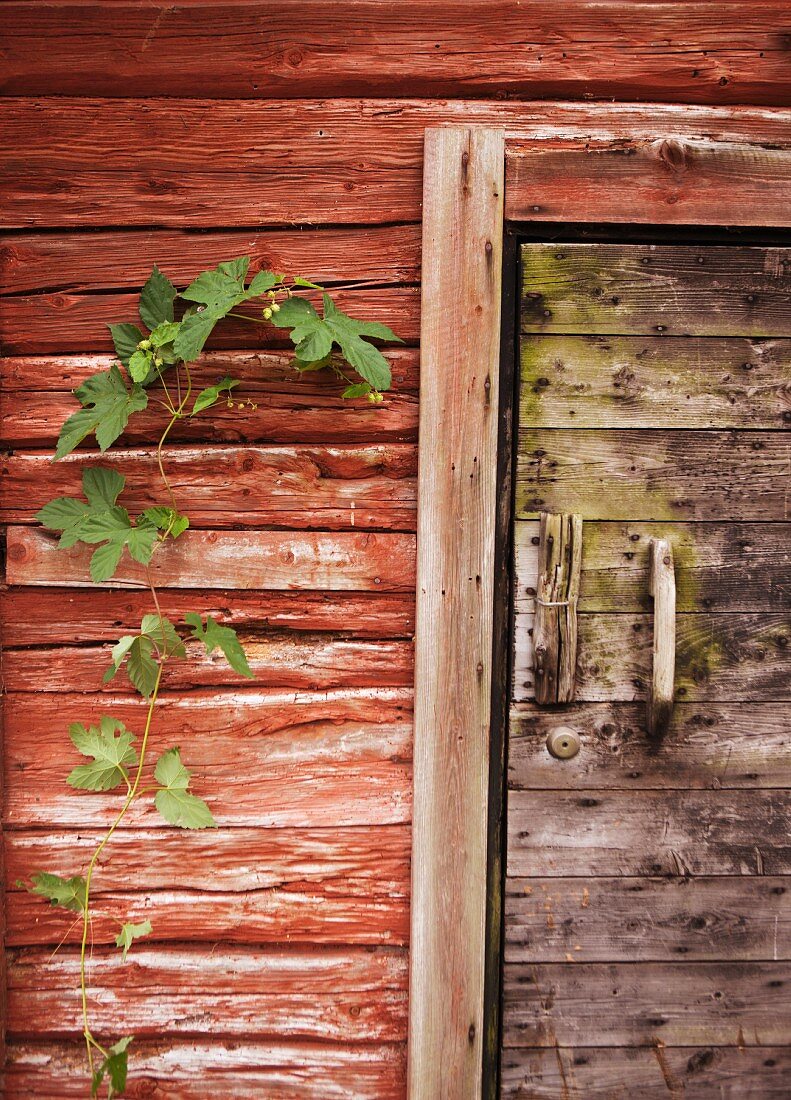 Verwitterte Eingangstür in rotbraunem Holzhaus und Kletterpflanze