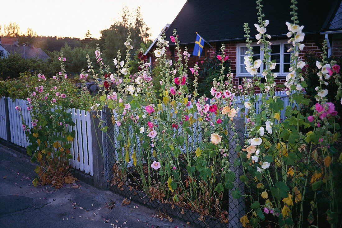 Flowering summer garden in front of house (Sweden)