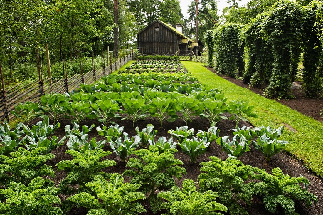 Gemüsegarten mit Kohlpflanzen vor einem Holzhaus
