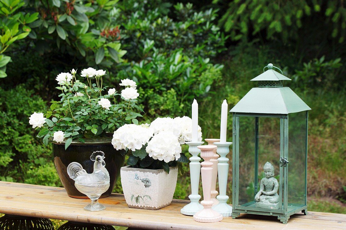Still-life in garden; white flowering potted plants and candlesticks next to lantern on simple wooden bench