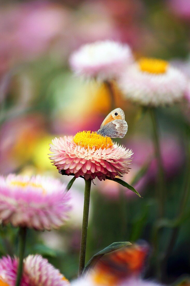 Schmetterling auf Strohblume