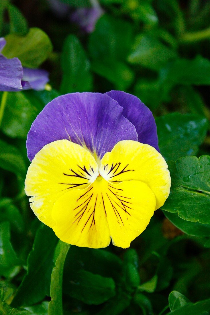 Yellow and purple viola