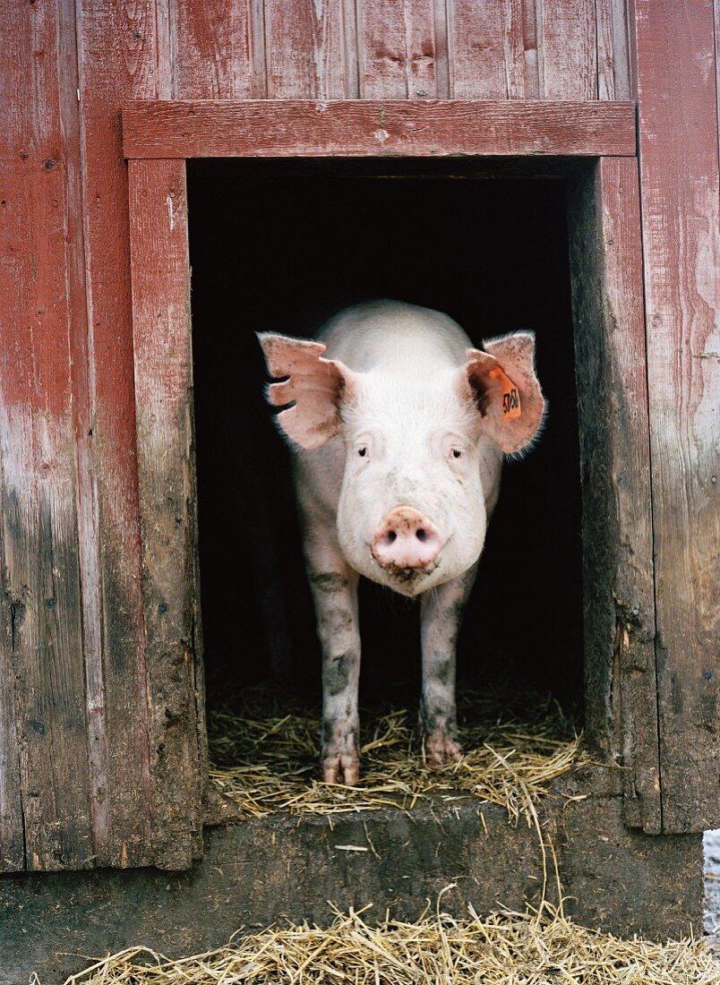A pig looking out from a sty.