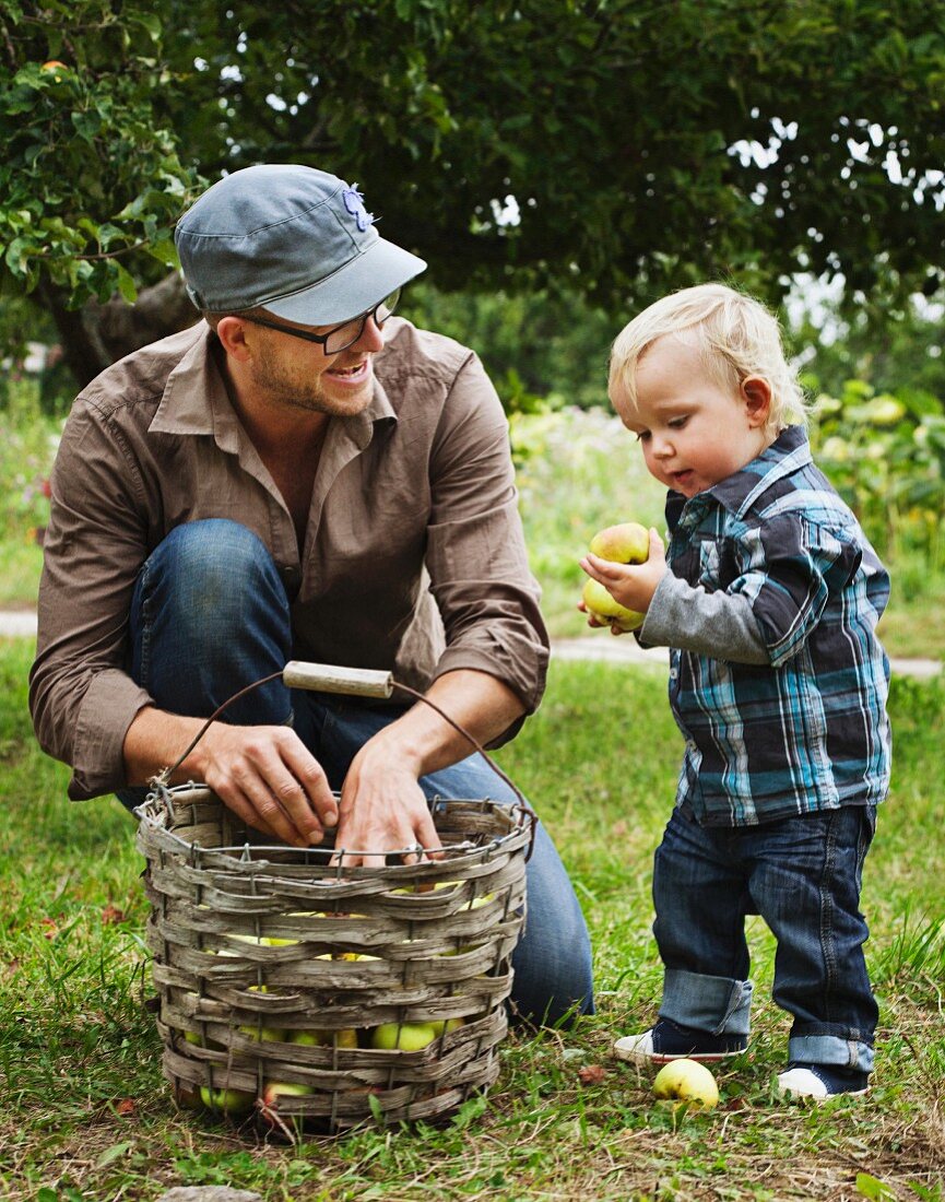 Vater mit Sohn beim Äpfel sammeln