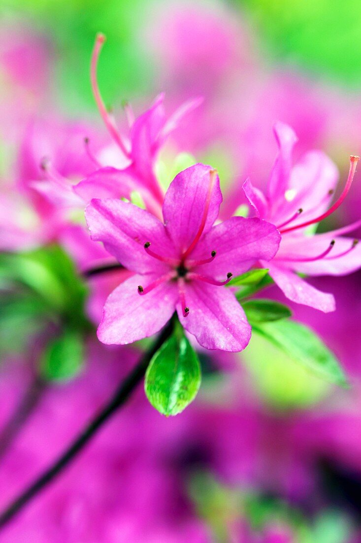 Violette Azaleenblüten