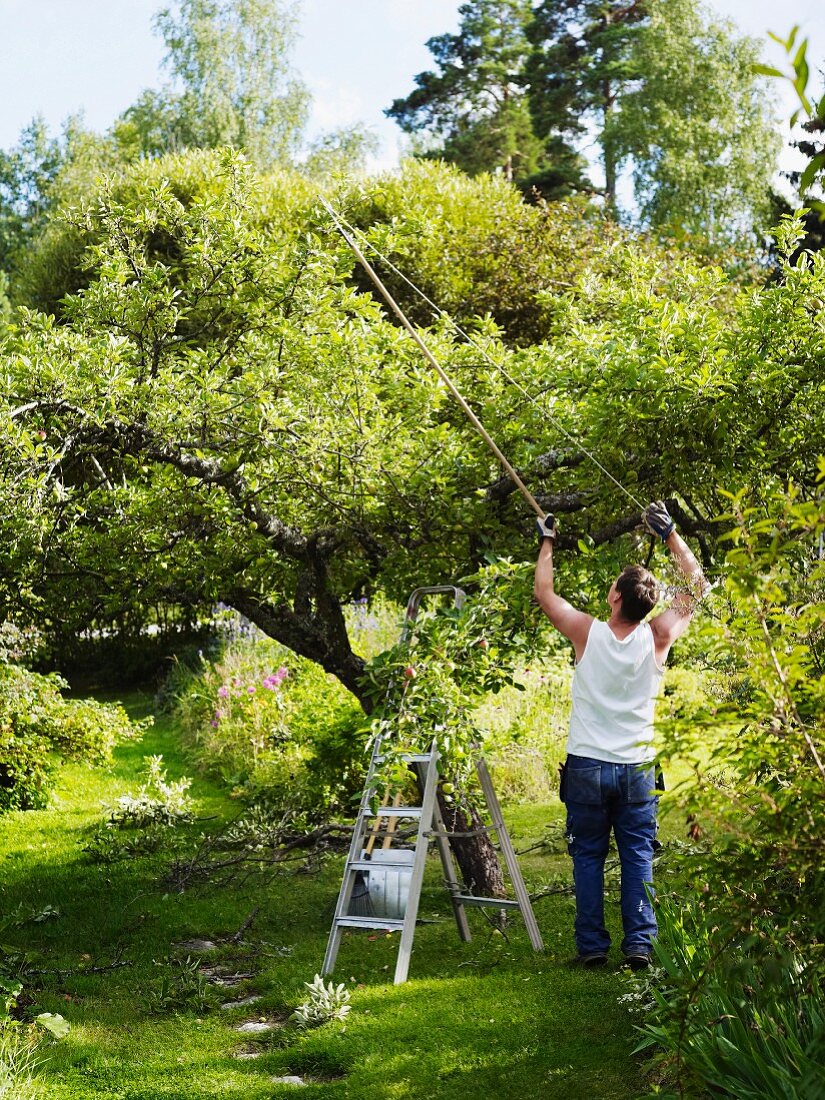 Mann beschneidet mit Baumschere Apfelbaum im Garten