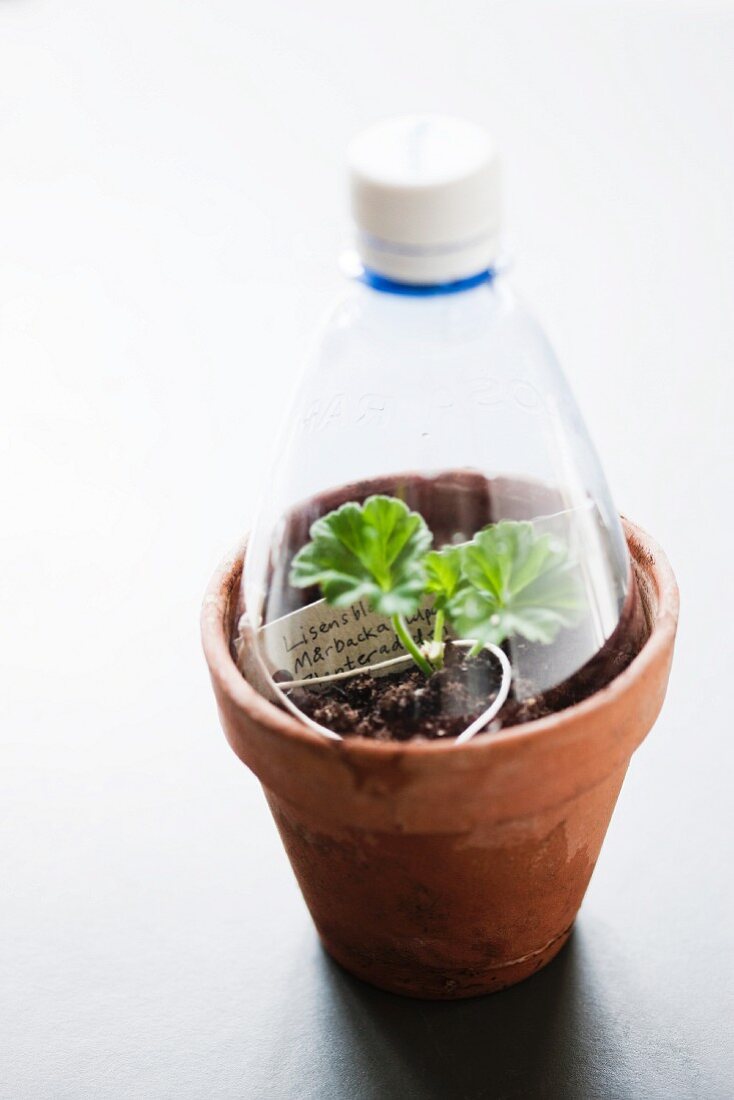 Geranium cutting under plastic cloche