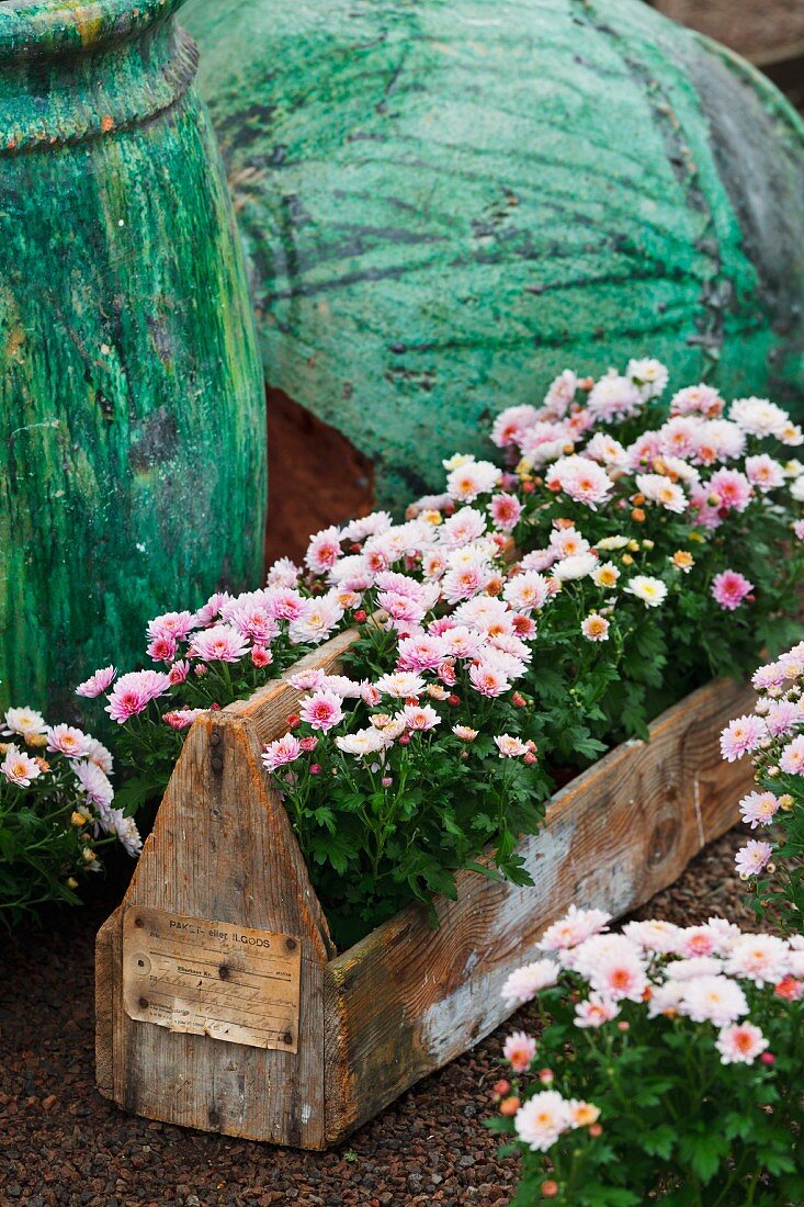 Pink chrysanthemums planted in wooden crate