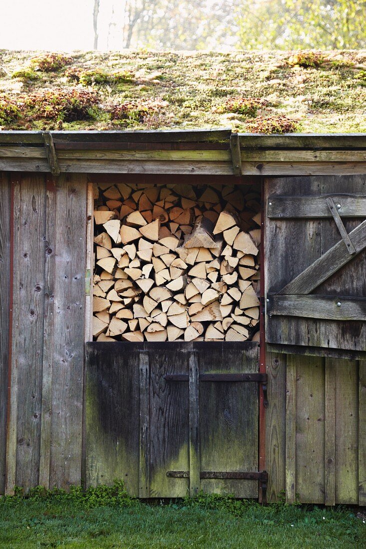Firewood in shed