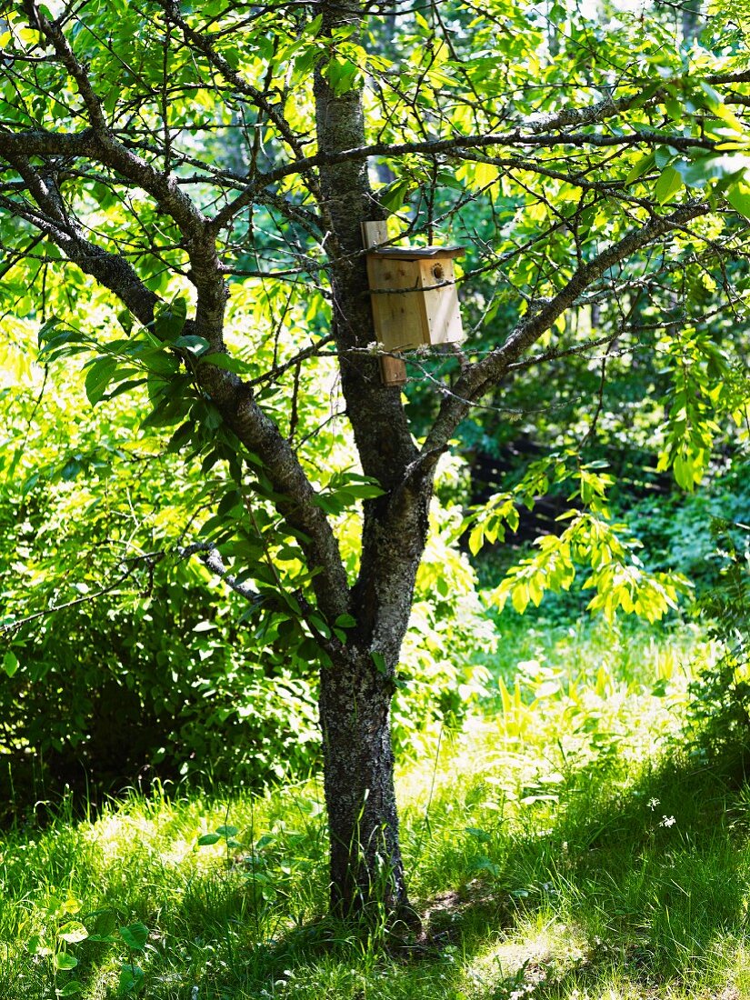 Nesting box for birds in tree