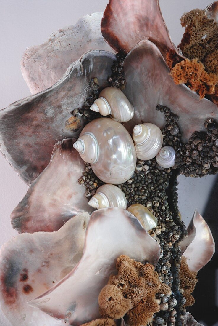 Sammlung dekorativer Muscheln und kleiner Meeresschwämme