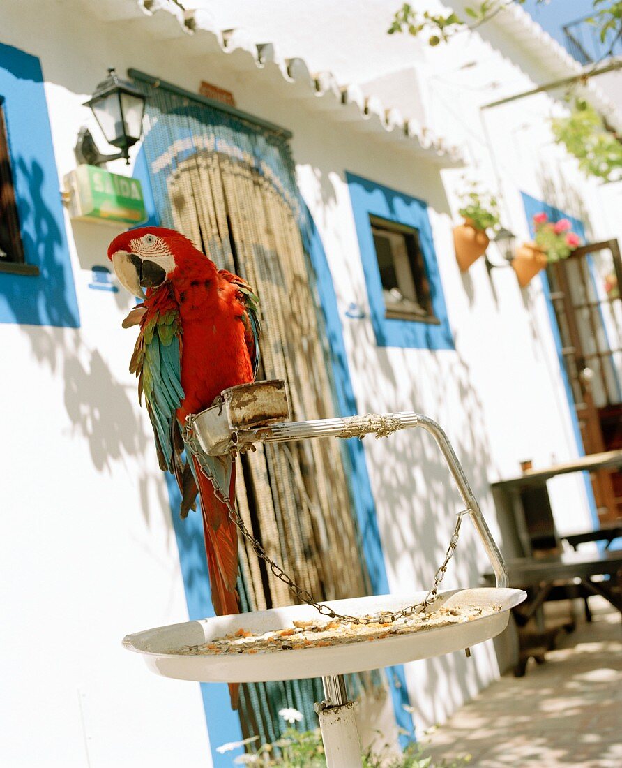 Leuchtend roter Papagei vor weißem Haus mit blau umrandeten Türen und Fenstern