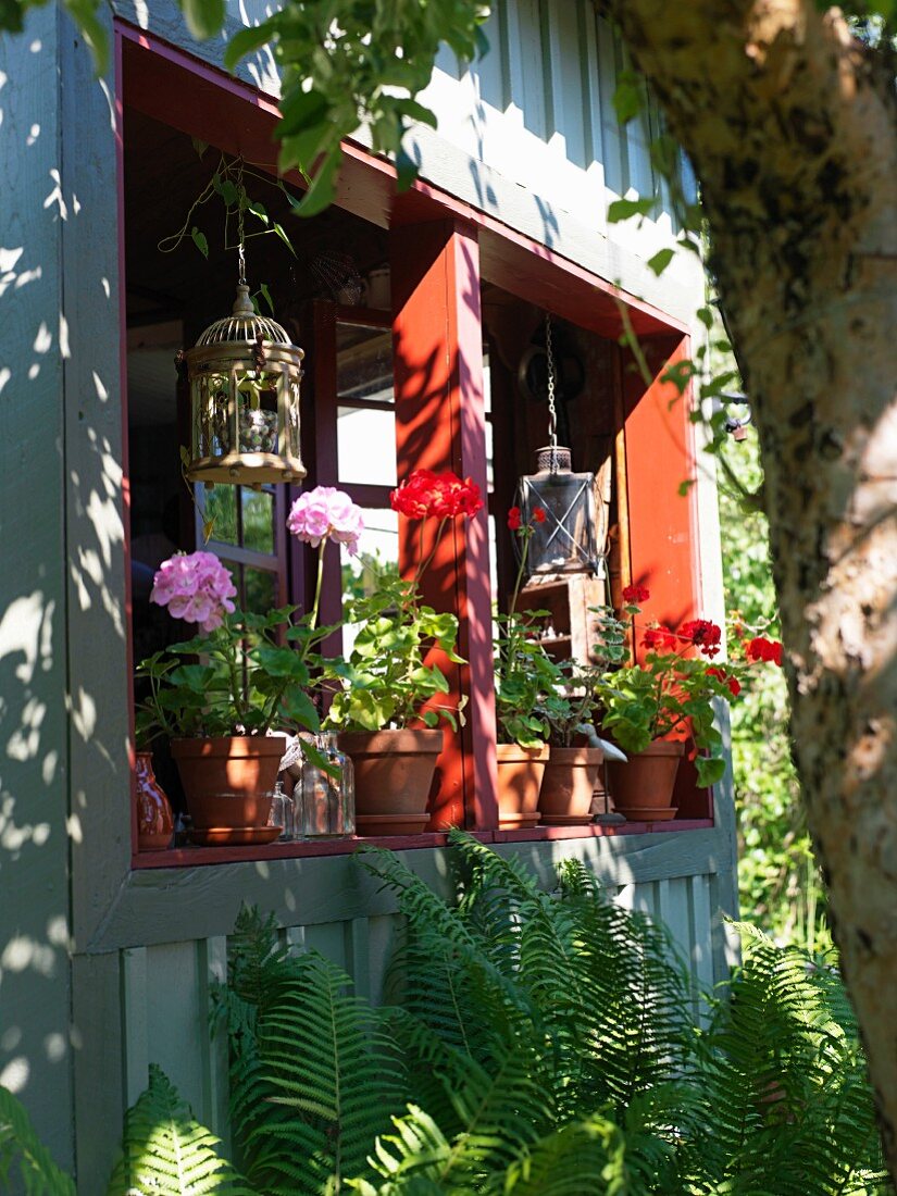 Sonnige Loggia eines gemütlichen Holzhauses mit blühenden Geranientöpfen