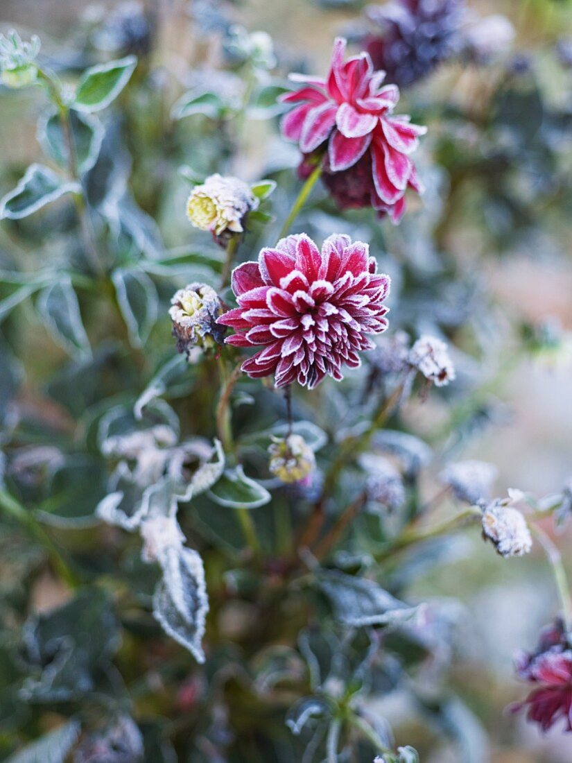 Flowering dahlias fringed with frost
