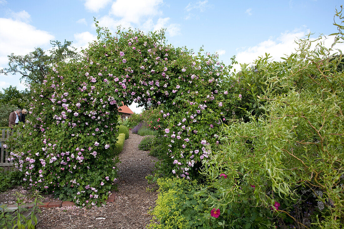 Garden path with wood chip mulch leading through flowering rose arch
