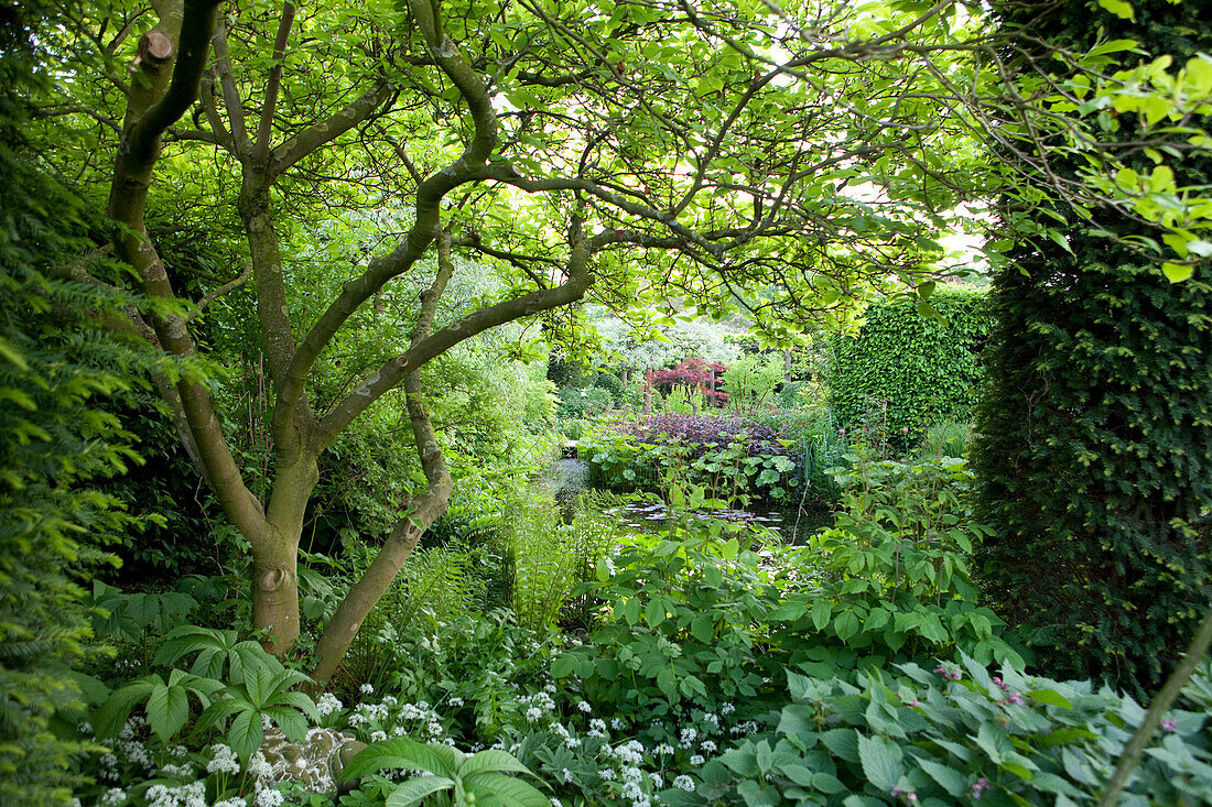 Eingewachsener wilder Garten mit vieln verschiednen Grünpflanzen und blühendem Bärlauch