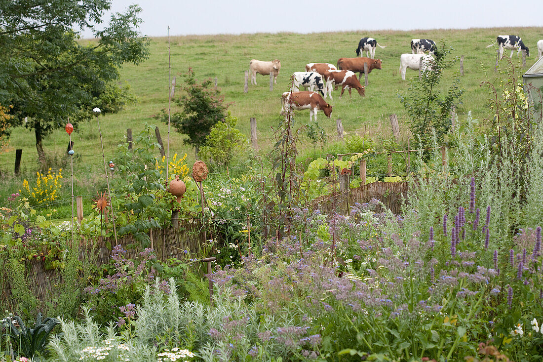 Mit Bambuszaun und Gartenkeramik abgegrenzter Kräutergarten; Streifen mit Gemüsebeeten und Weidehang mit Kühen im Hintergrund