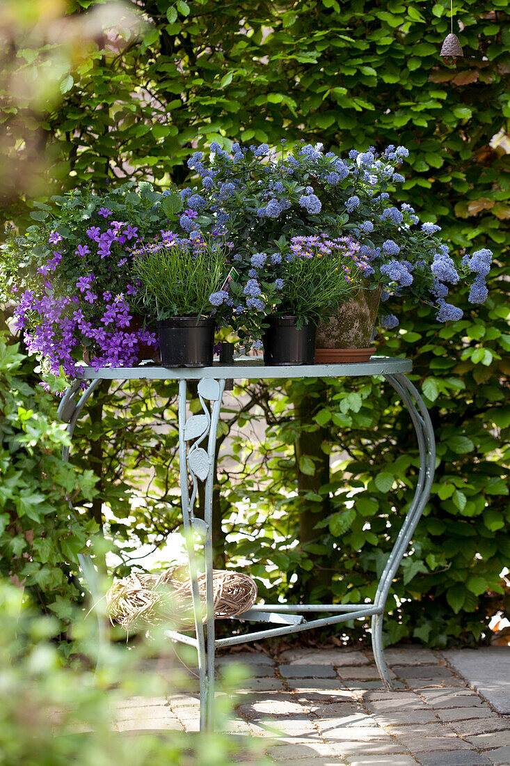 Arrangement mit lila blühenden Gartenpflanzen auf romantischem Gartentisch vor grüner Laubhecke