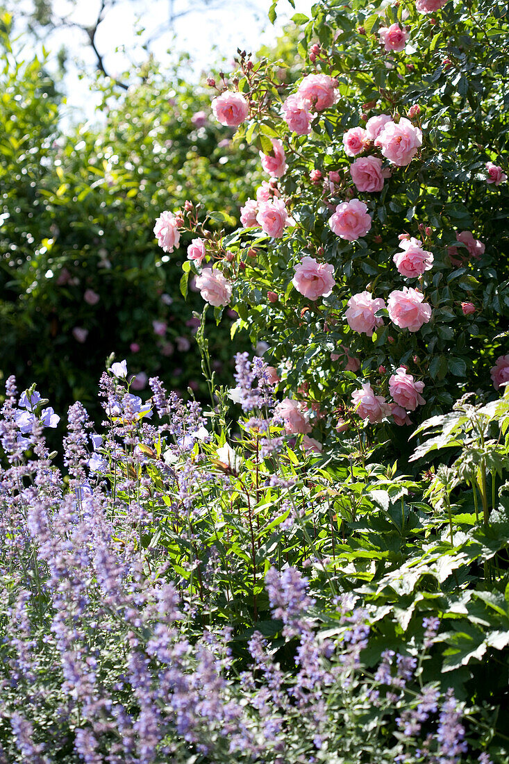 Pfirsichblättrige Glockenblume vor rosa Rosenbusch im Garten