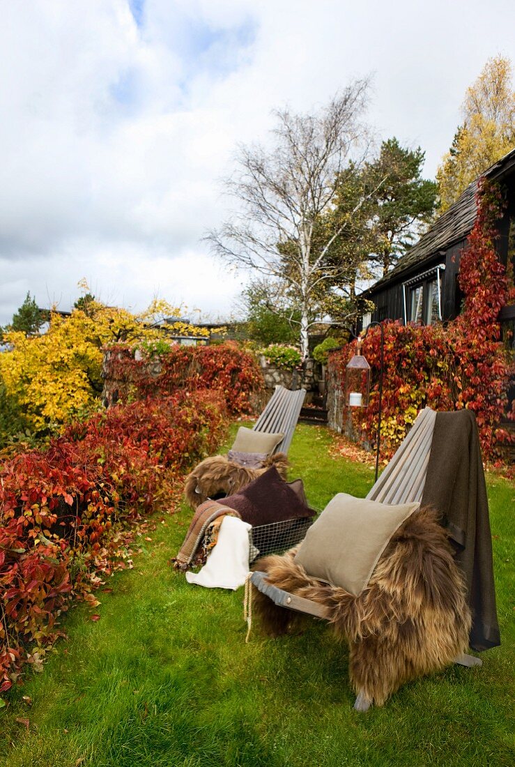 Zwei Gartenstühle mit wärmenden Felldecken und Kissen in einem mit herbstlichem Weinlaub berankten Garten