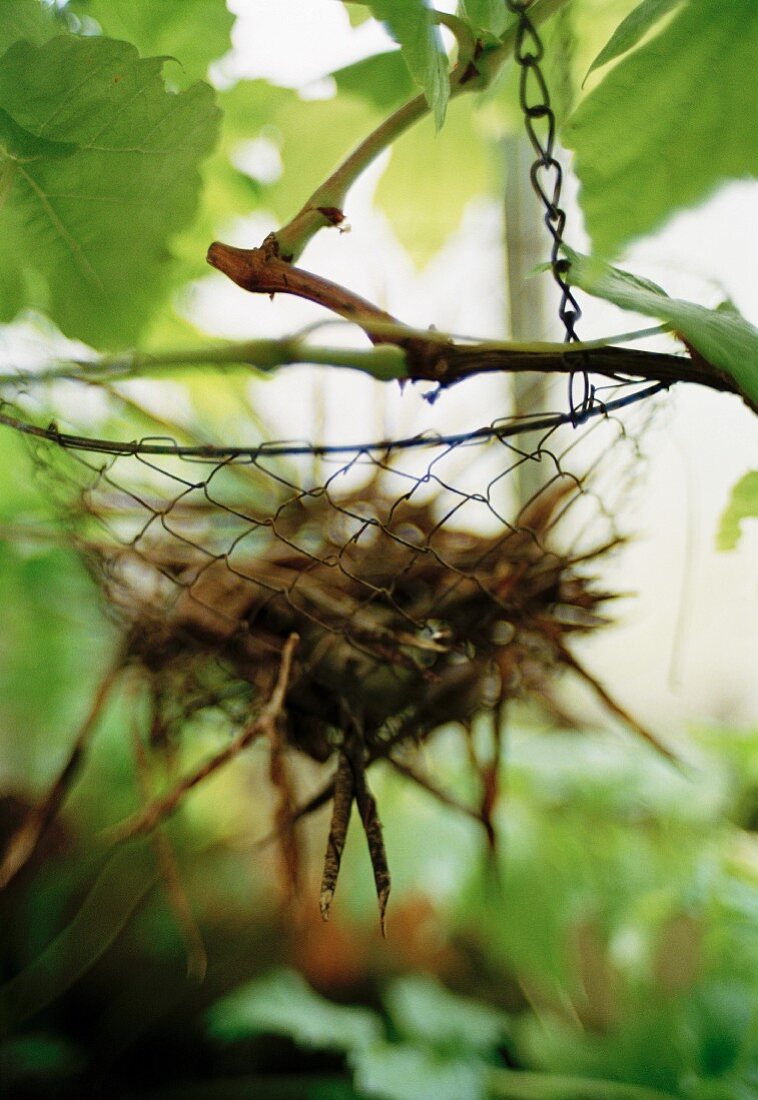 Twigs in a basket.
