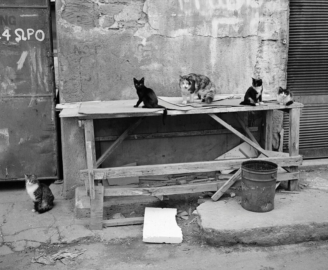 Cats sitting on table (B&W)