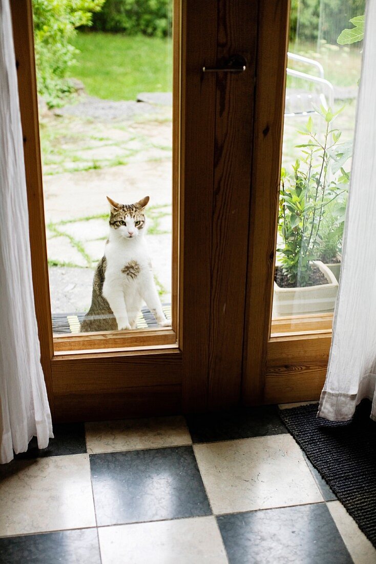 Cat outside closed French windows