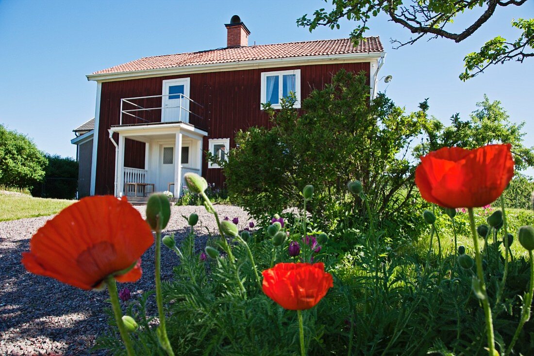 Blick über roten Klatschmohn und Kiesweg auf rotes schwedisches Holzhaus unter blauem Himmel