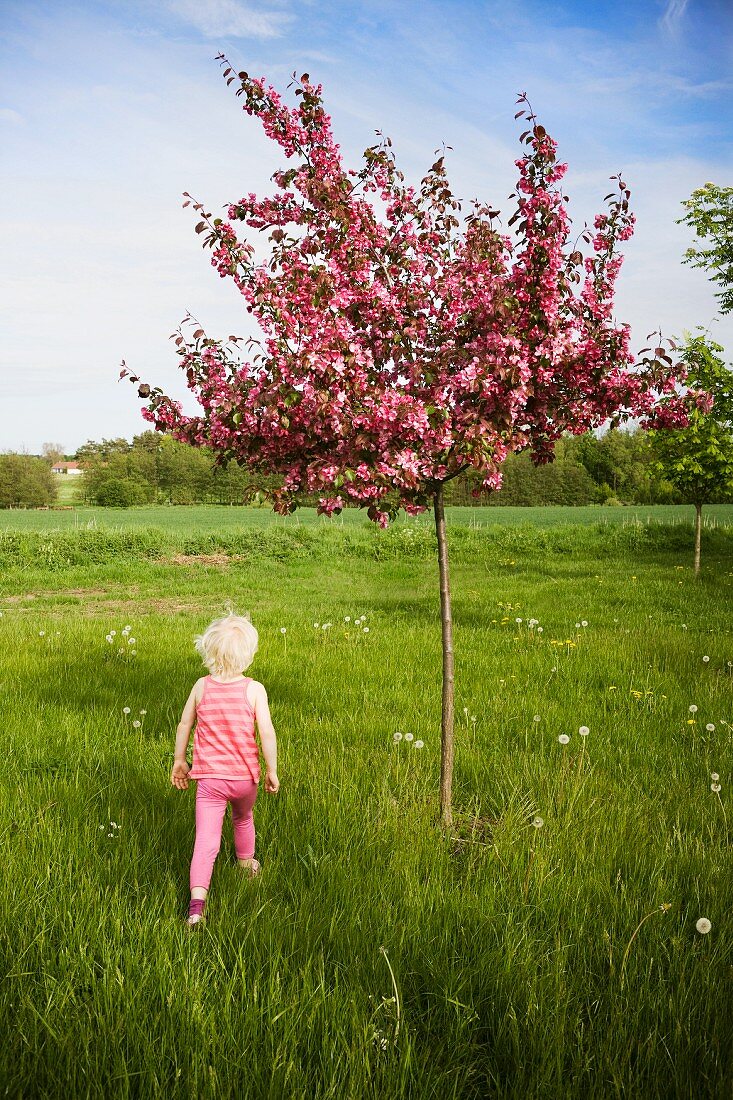 Blonde little girl below blossoming tree in summer meadow