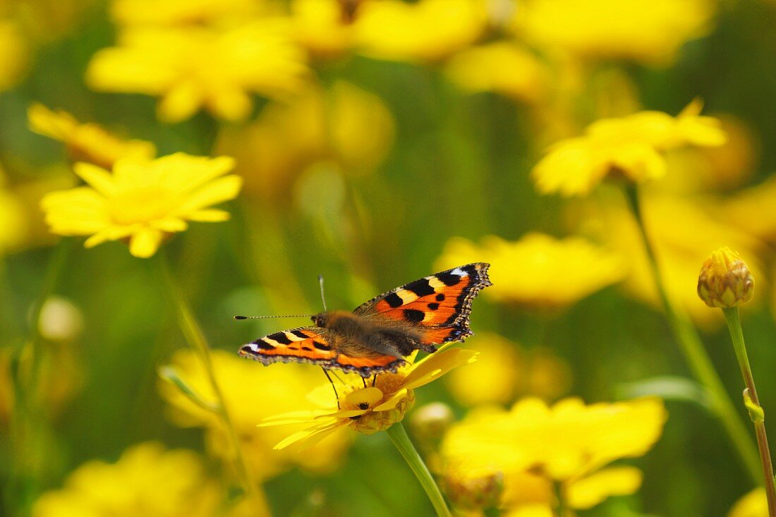 Schmetterling auf gelben Wiesenmargariten