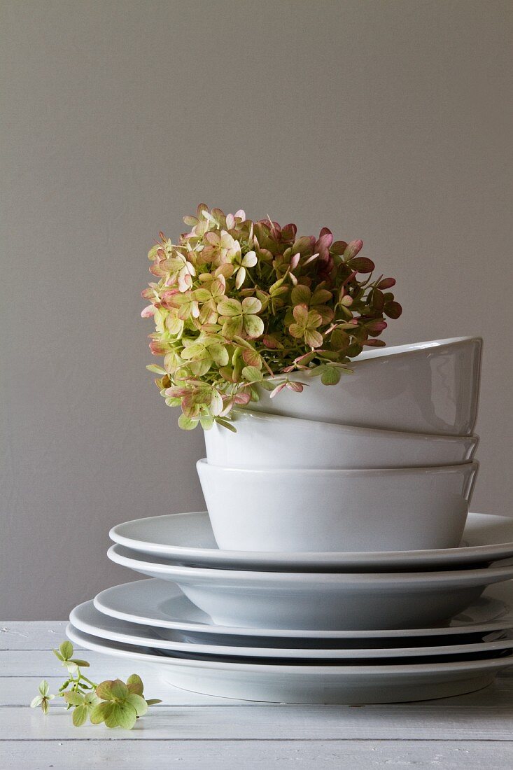 Stacked, white china crockery with dried hydrangea flower