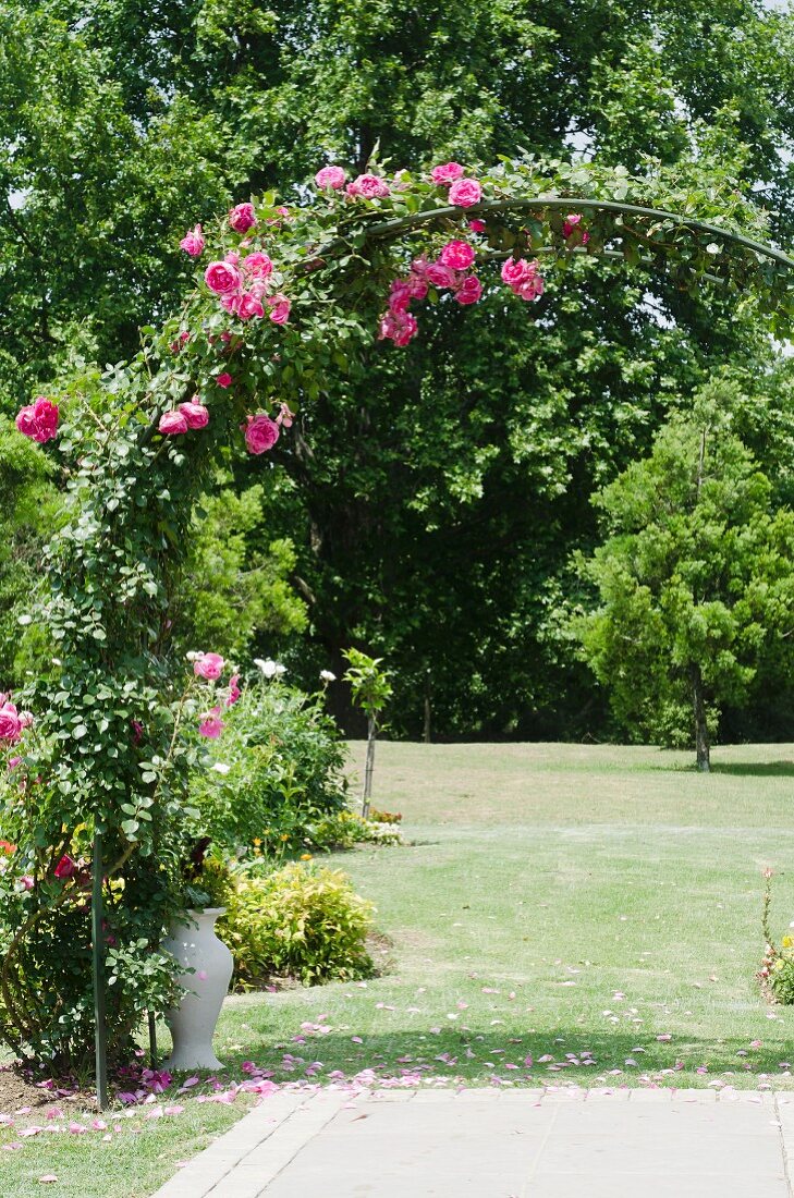 Pink blühender Rosenbogen in weitläufiger Gartenanlage