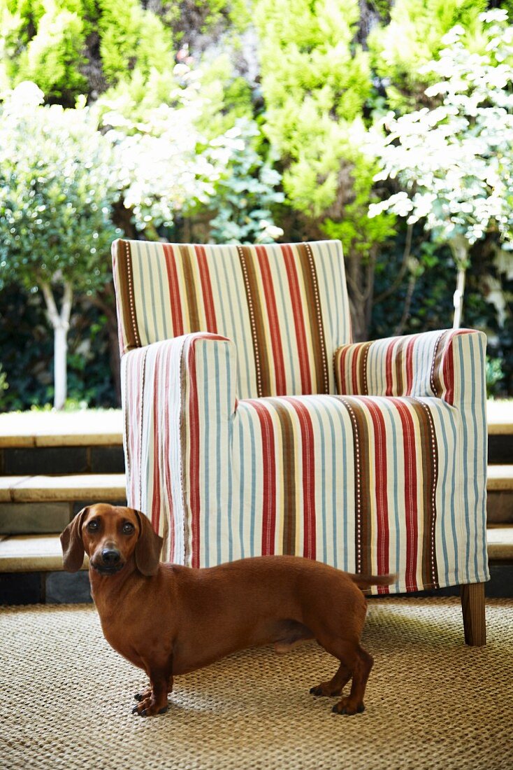 Dachshund in front of armchair with striped cover on terrace with view of sunny garden