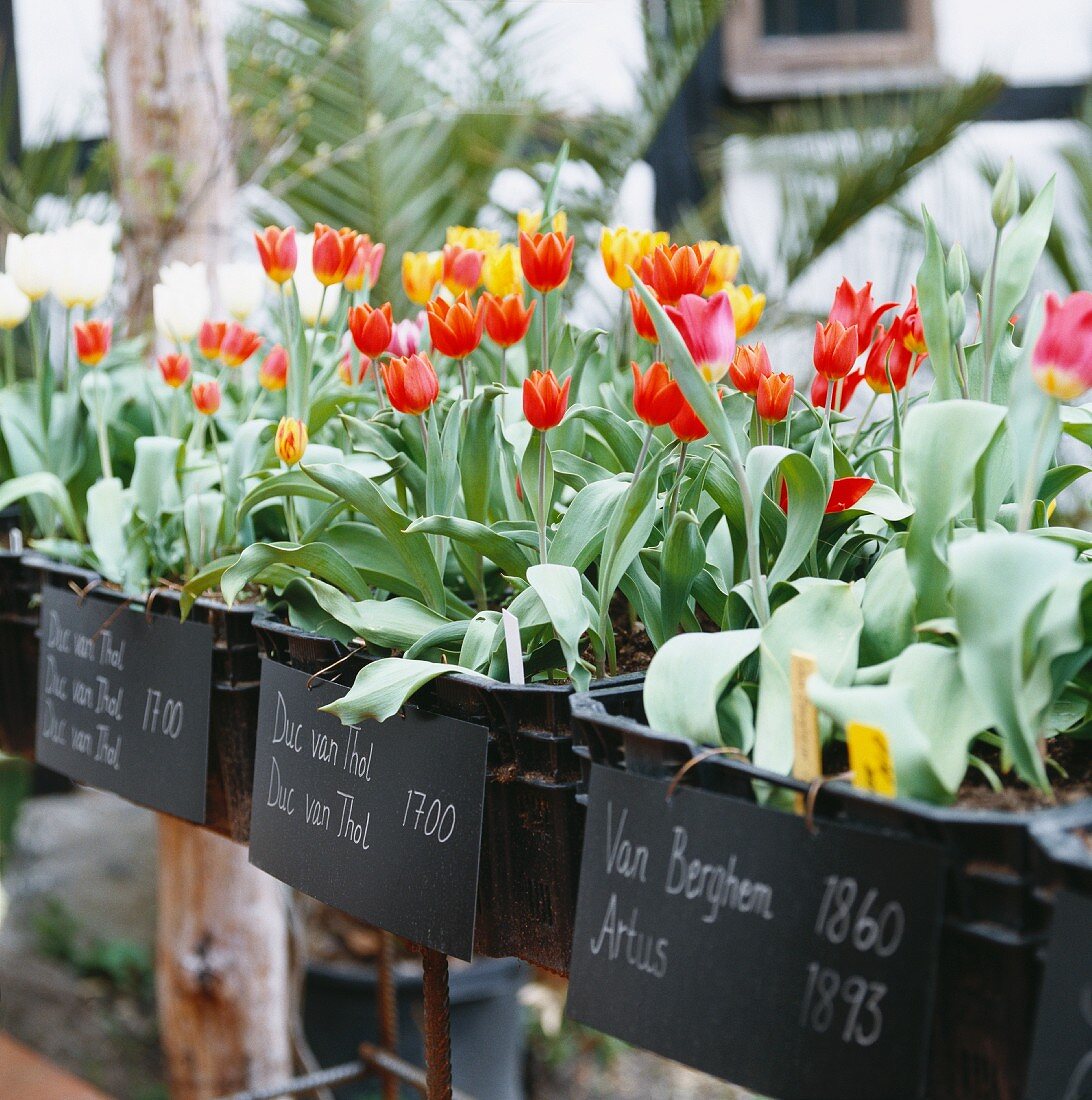 Tulpensetzlinge auf dem Markt