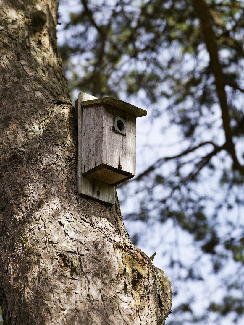 A nesting box in a pine tree, Sweden.