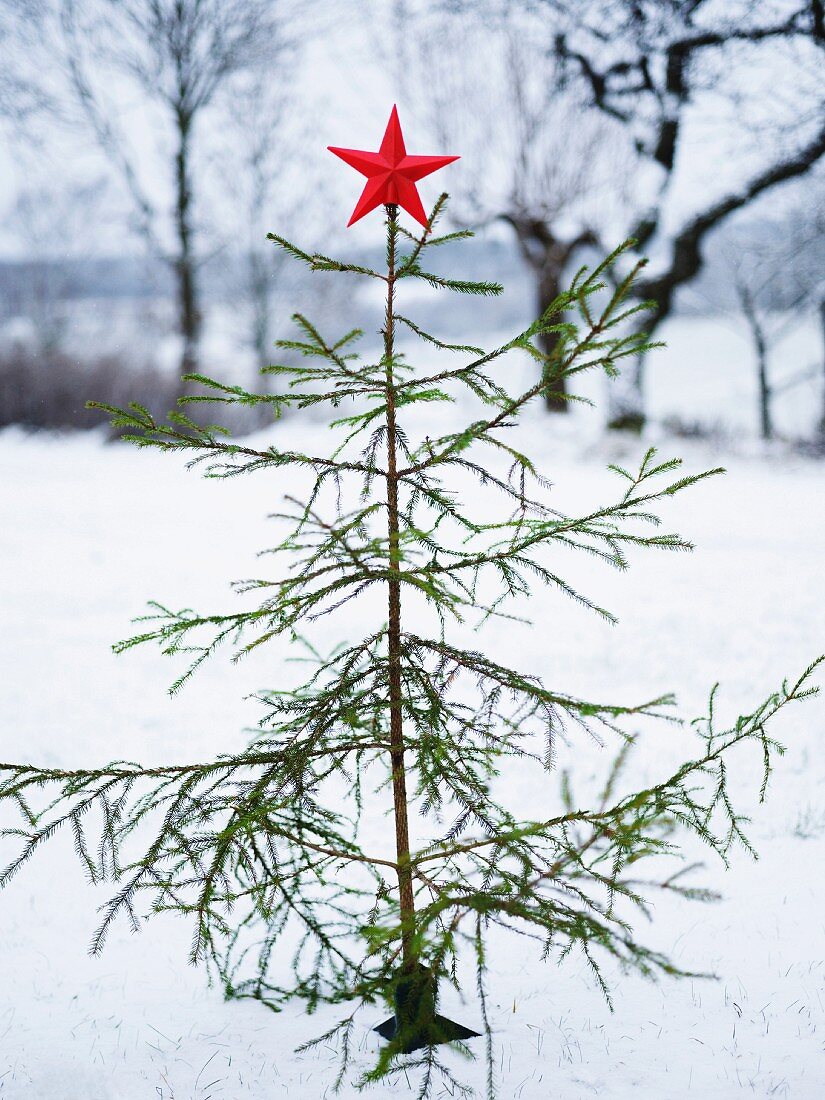Schlichter Weihnachtsbaum mit leuchtend rotem Stern