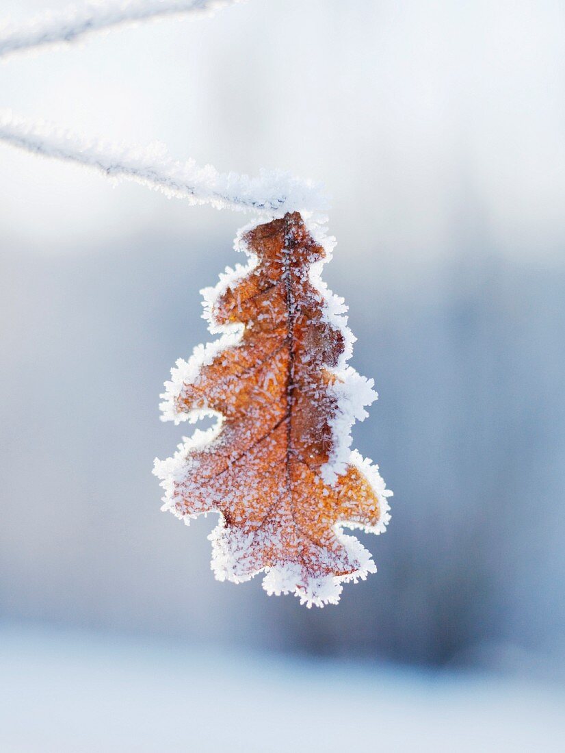 An ice covered oak leaf, close-up.