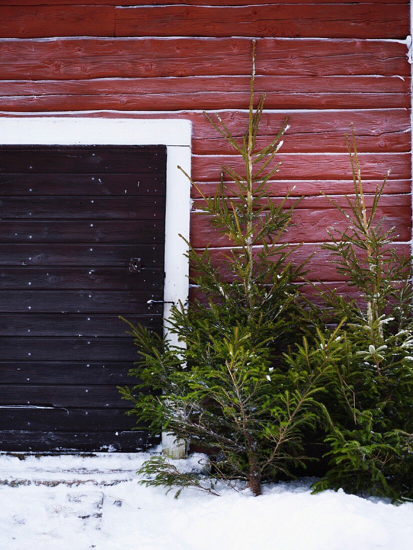 Fassade eines skandinavischen Holzhauses mit daran lehnenden Fichten