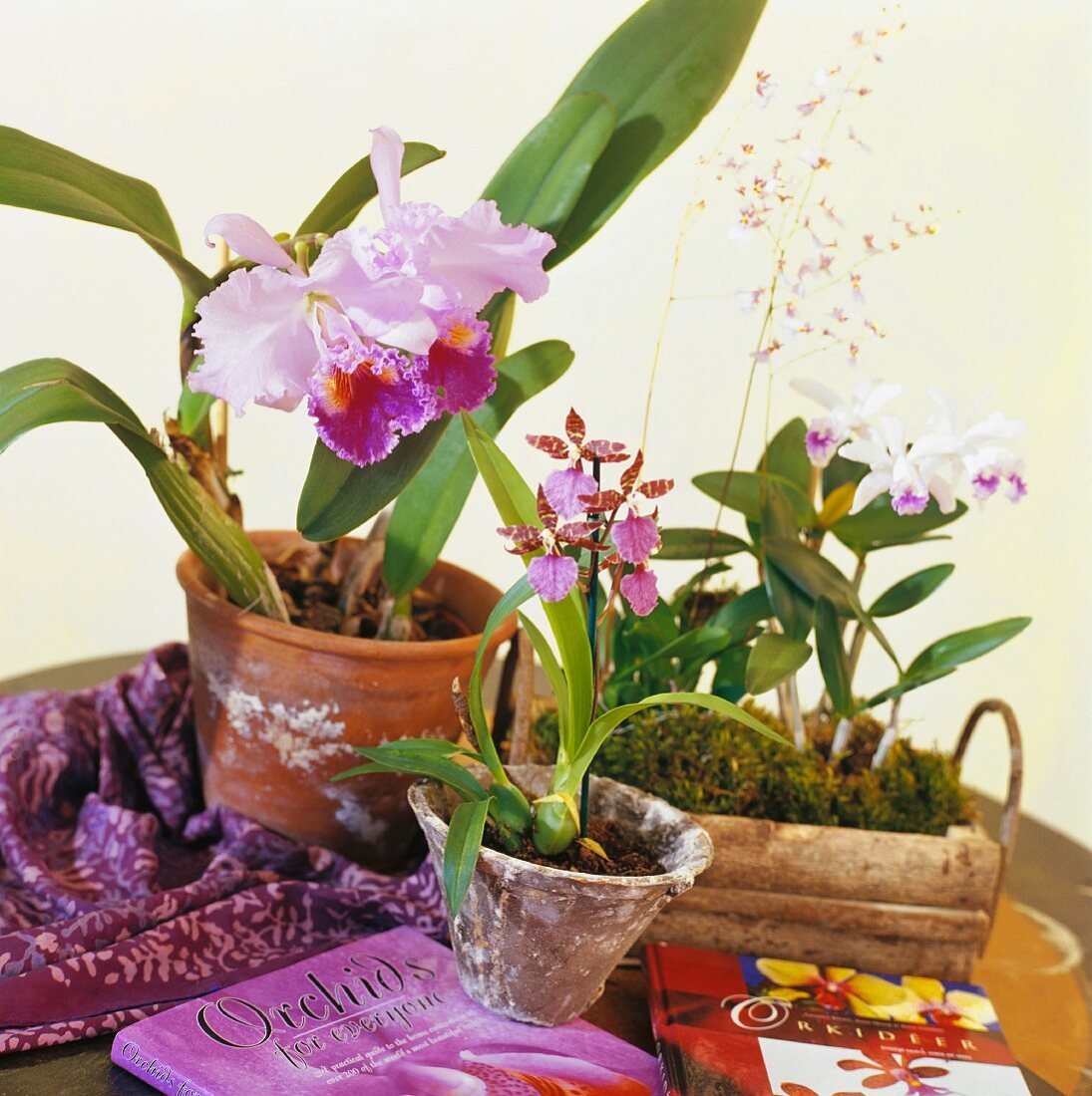 Orchid plants and books on wooden table