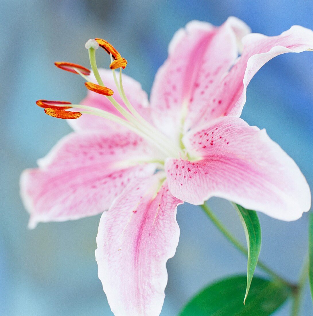 A pink lily, close-up.