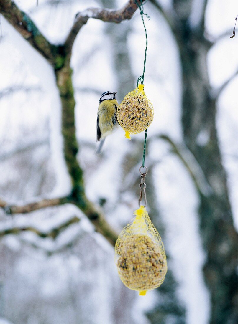 A titmouse eating from a ball of tallow.