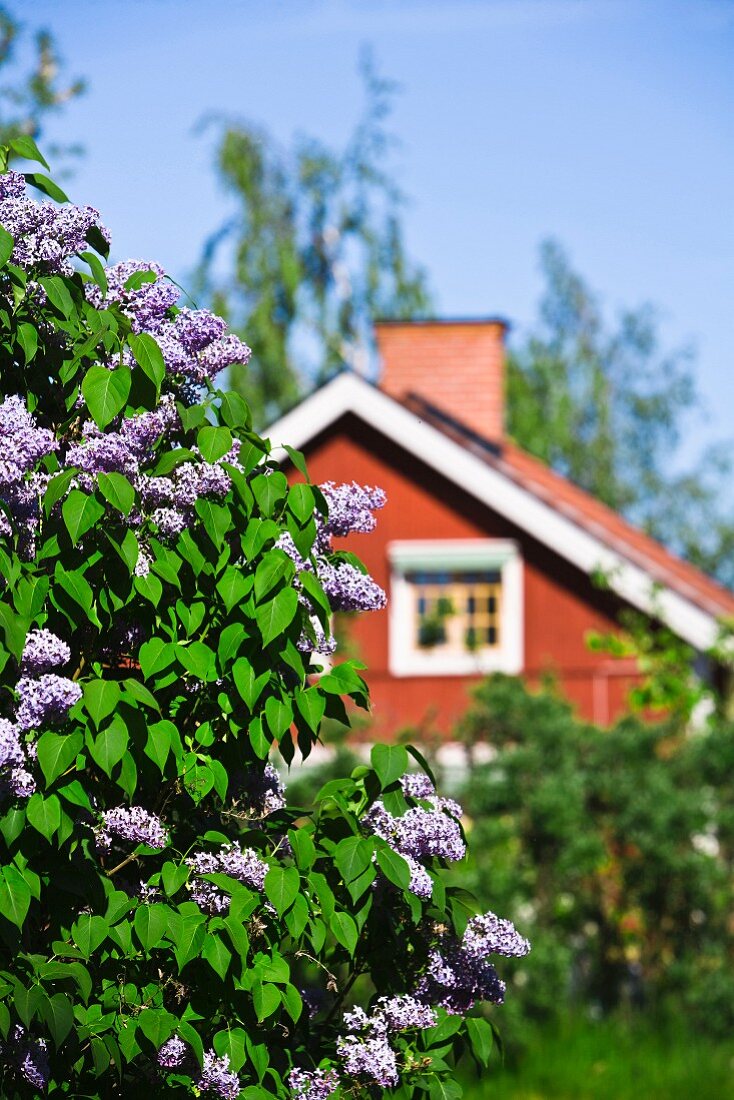 Red, Nordic wooden house with lilac bush in foreground