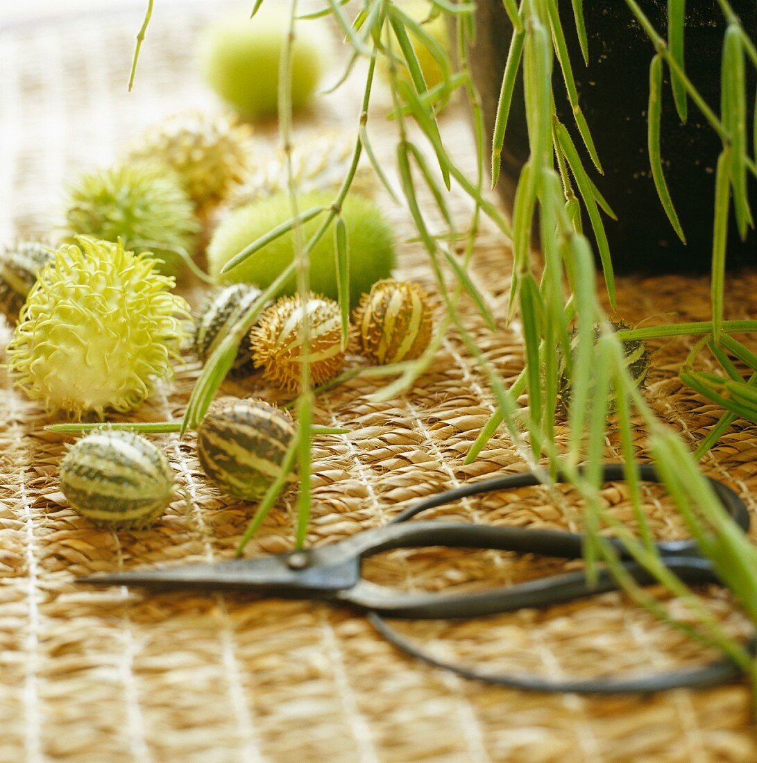 Garden scissors & exotic green fruits on raffia mat