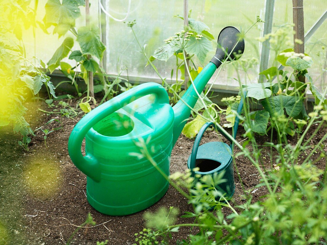 Two watering cans in greenhouse