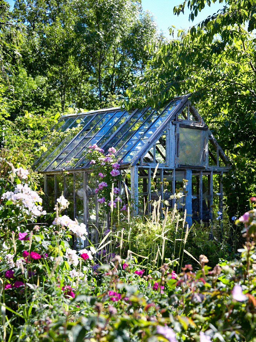 Gewächshaus im sommerlichen Garten