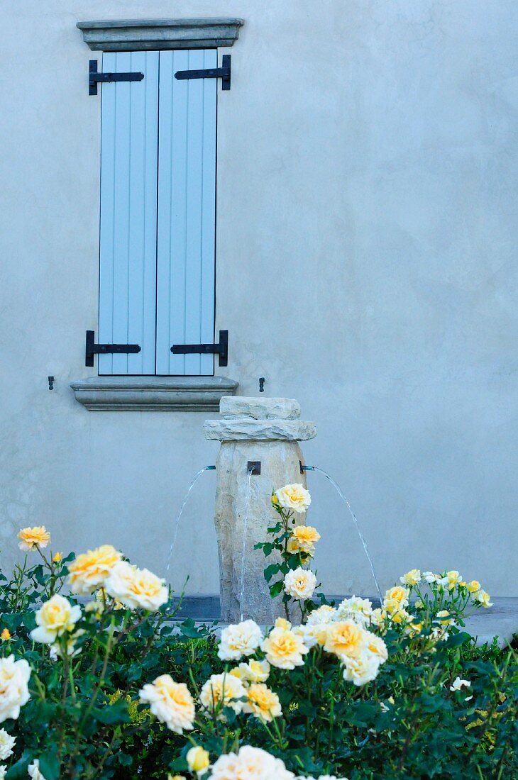 Grey house facade with closed window shutters and fountain behind flowering hedge of yellow roses