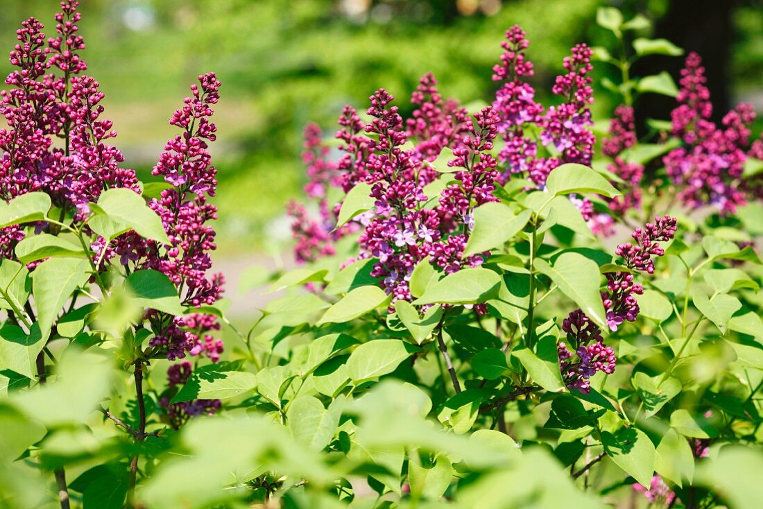 Common lilac (Syringa vulgaris)